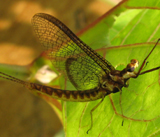 Famille Ephemeridae: hexagenia limbata